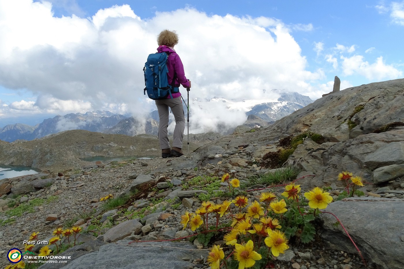 85 Cariofillata delle pietraie (Geum reptans) con vista in Pizzo Scalino.JPG